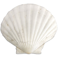 Clam Shell 4"X4.75"-