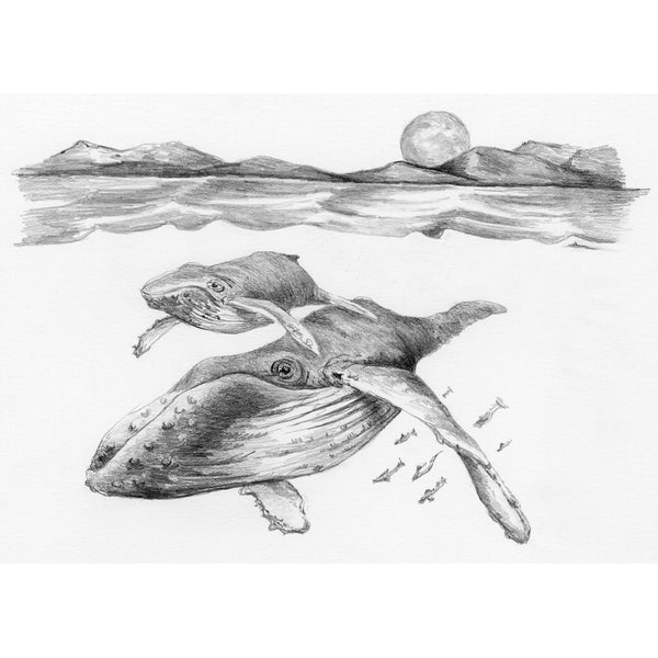 Sketching Made Easy Kit 5"X7"-Whales